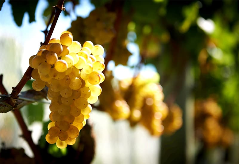 Italian White Wine Sauvignon Blanc