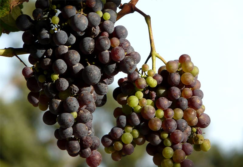 Italian White Wine Malvasia Bianca
