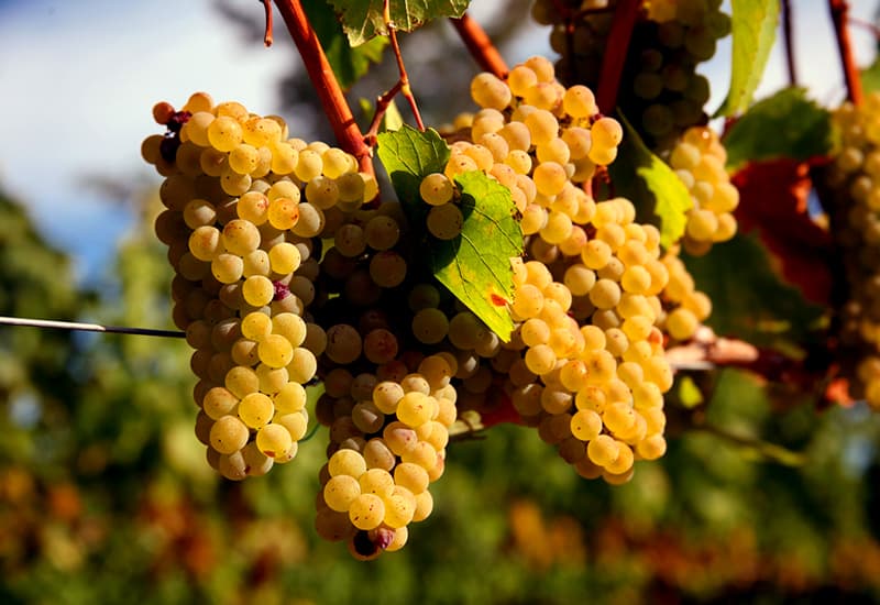 Italian White Wine Chardonnay
