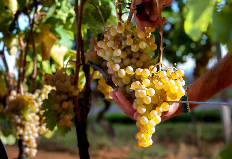 Italian White Wine Cortese