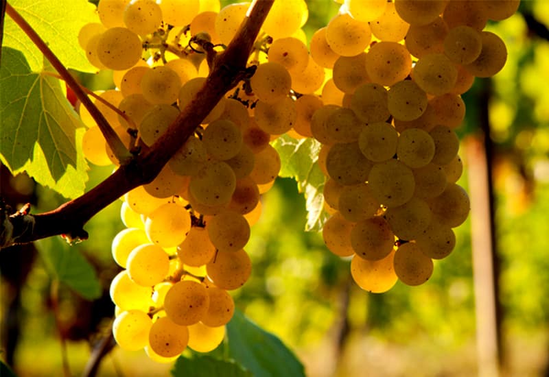 Italian White Wine Pinot Bianco