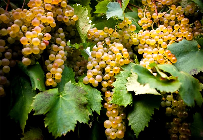 Italian White Wine Garganega