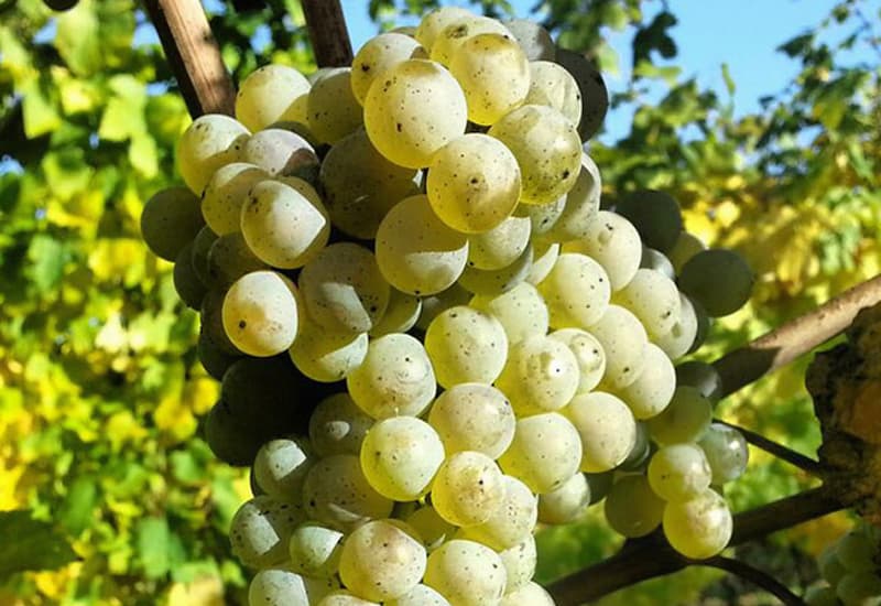 Italian White Wine Trebbiano