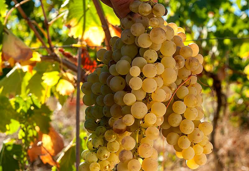 Italian White Wine Vermentino