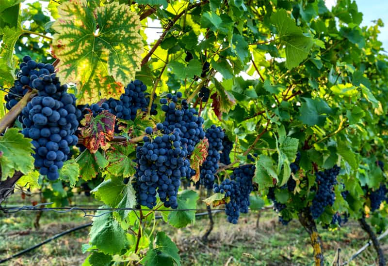 Italian White Wine Pinot Nero