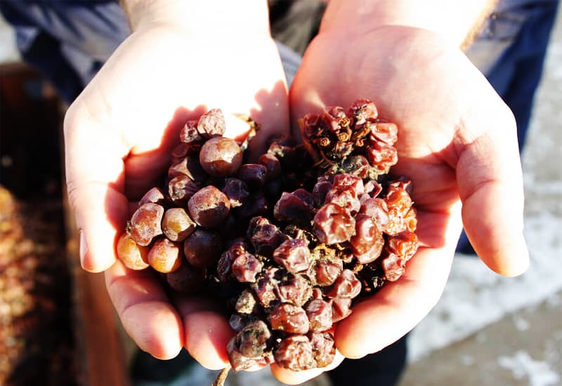 Riesling Noble Rot