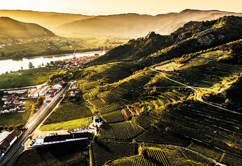 Riesling Austria