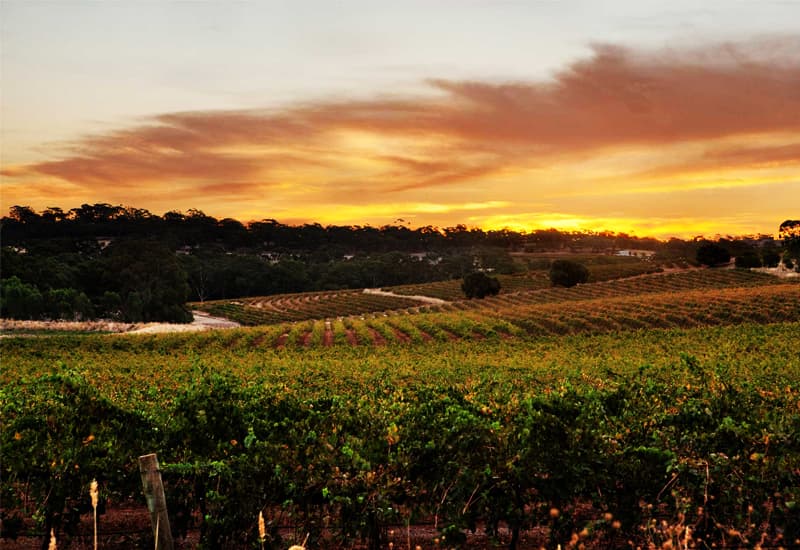 Riesling Australia