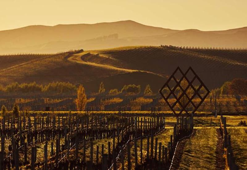 Riesling New Zealand