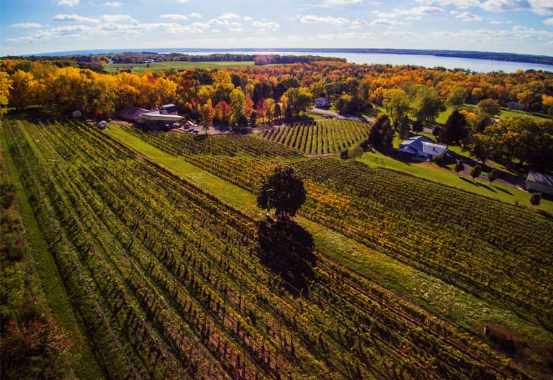 Riesling USA