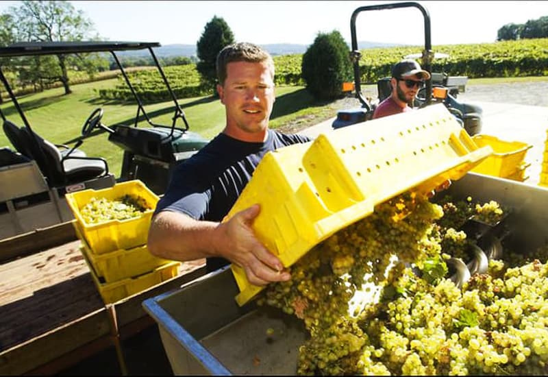 Riestling Harvesting