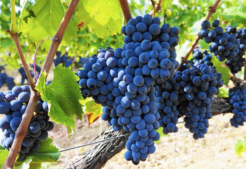 Chianti Sangiovese Grapes
