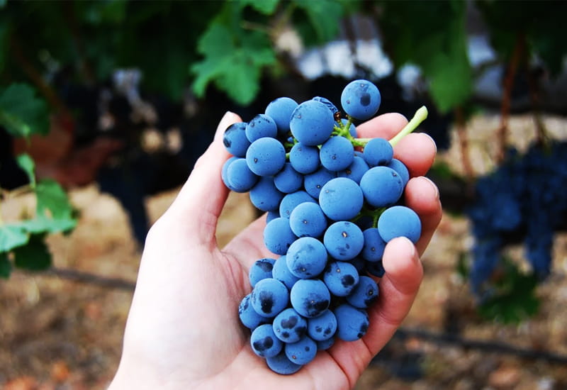 Pomerol Merlot Grapes