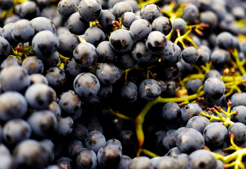 Pomerol Cabernet Franc
