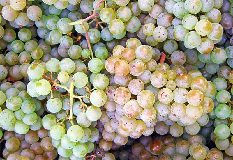 Pinot Blanc