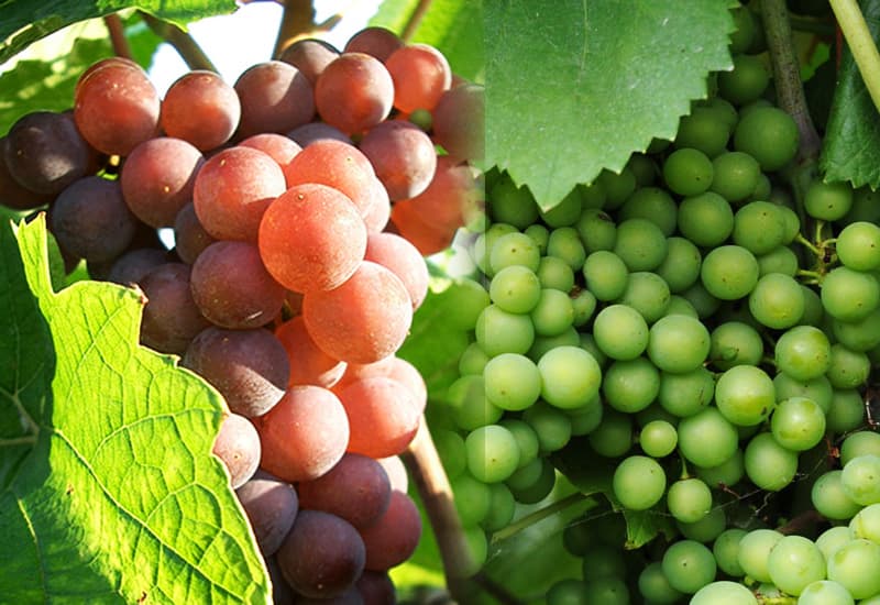 Pinot Grigio