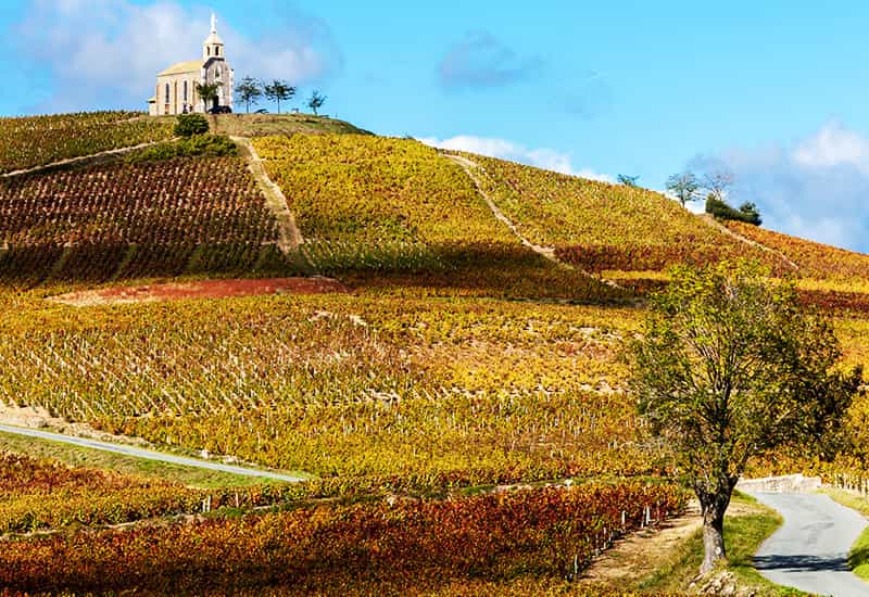 The Terroir of Beaujolais