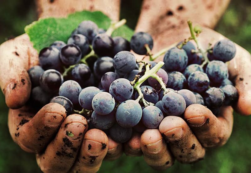 Gamay