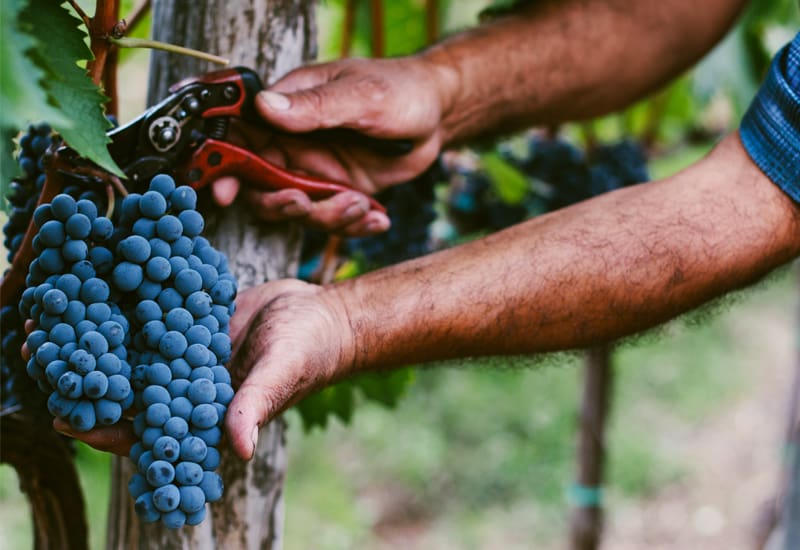 Picking the grapes