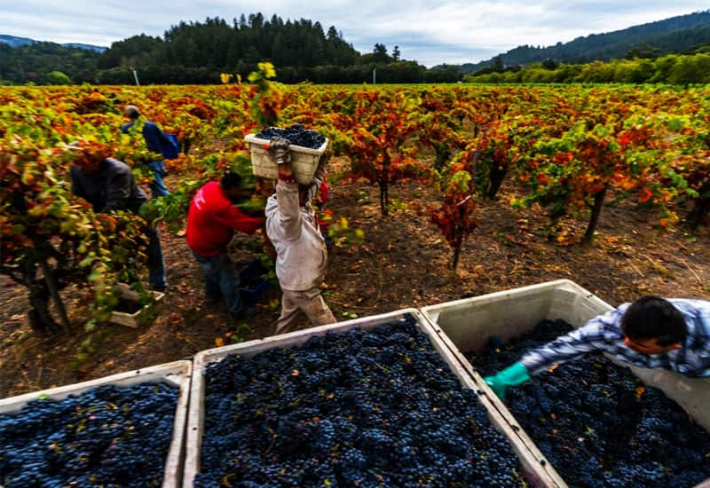 Ripening and Harvesting