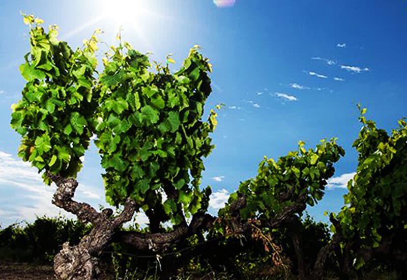 Châteauneuf du Pape Climate