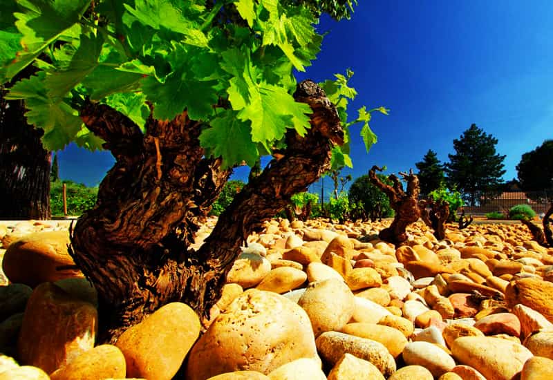 Châteauneuf du Pape Terroir
