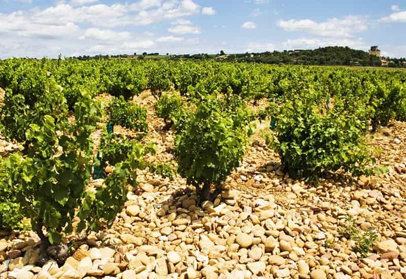 Vinification Techniques