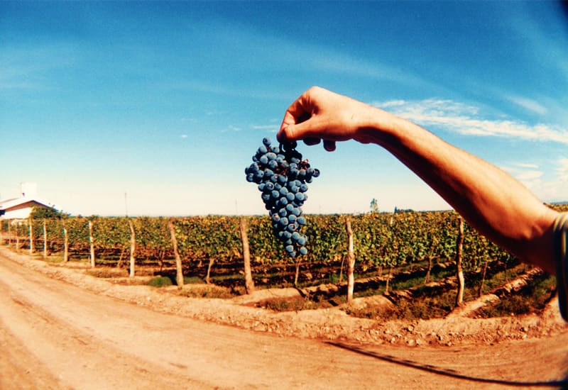 Climate and Terroir