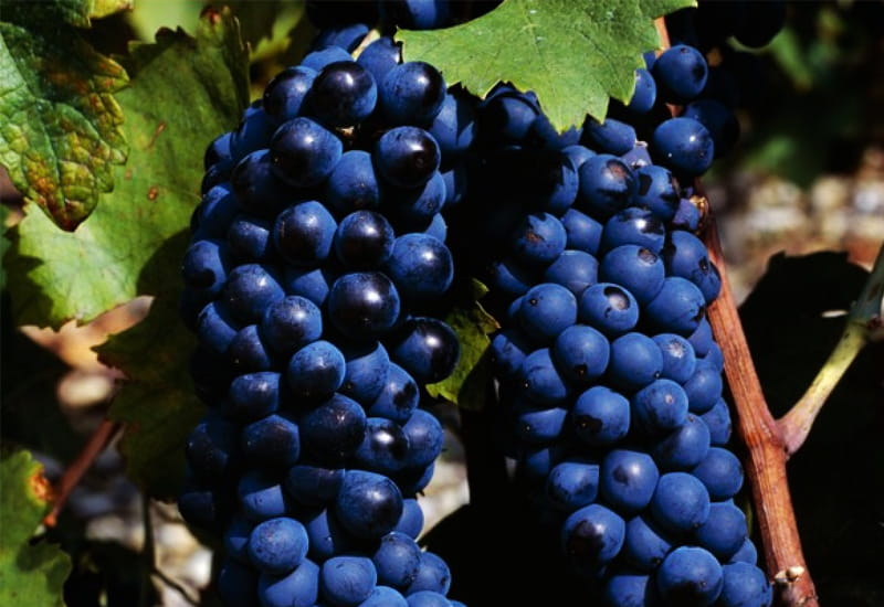 Syrah Grapes