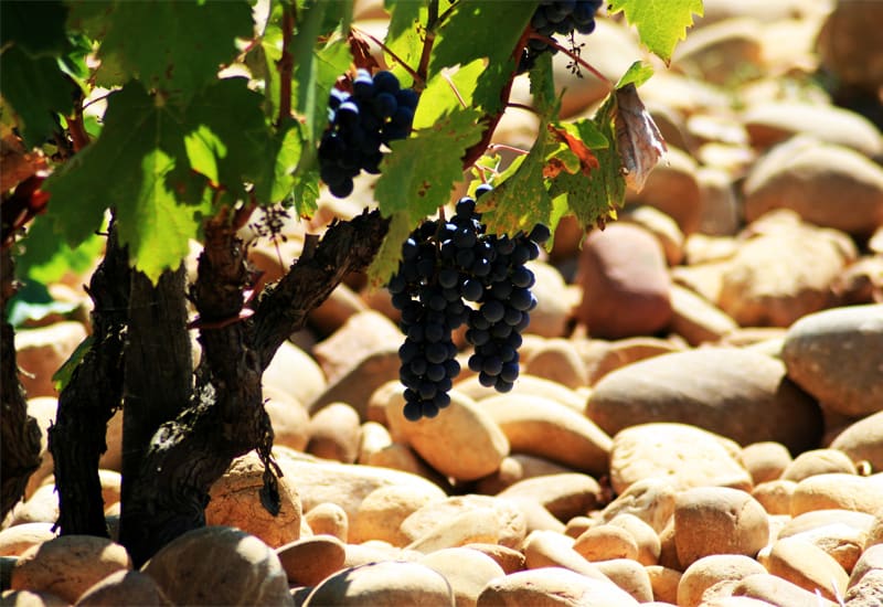 Syrah Grape and its Terroir