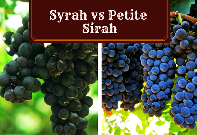 Syrah and Petite Sirah