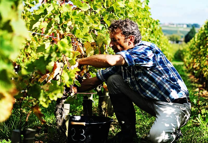 Bordeaux Wine: Regions, Best Wines, Prices (2021)