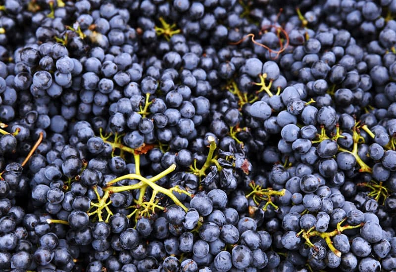 Nebbiolo (Taste, Best Wines, Prices 2021)