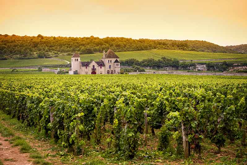 Investing in Burgundy Wine