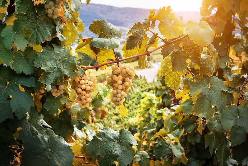 How is Dom Perignon Rose Made?