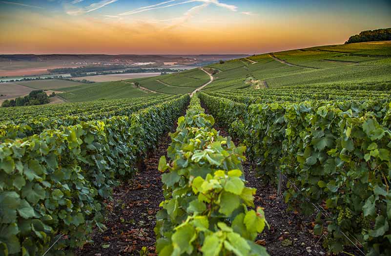 Dom Perignon’s Commitment to Vintages