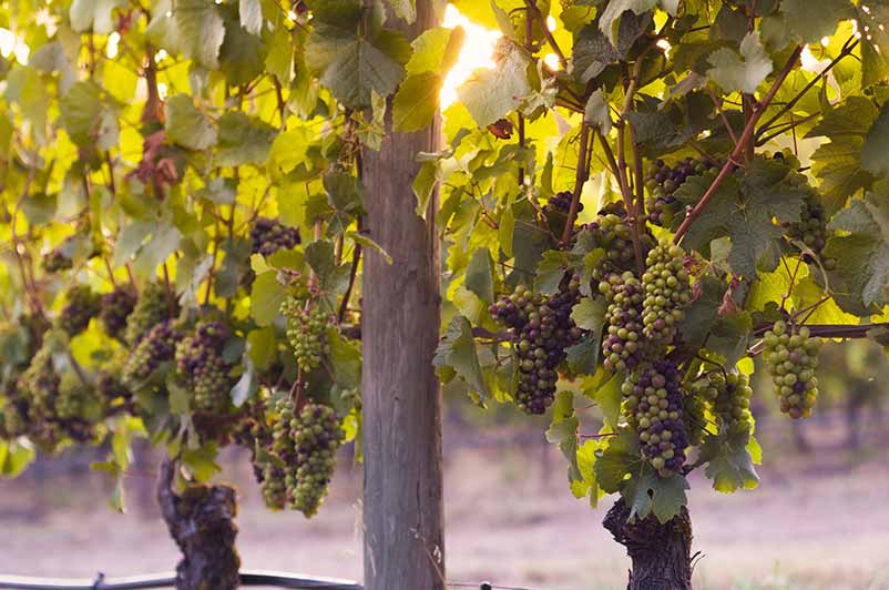 Pinot Noir - One of the Hardest Grapes to Grow