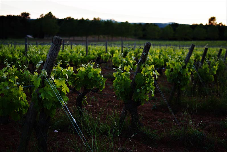 Pinot Noir Regions, France