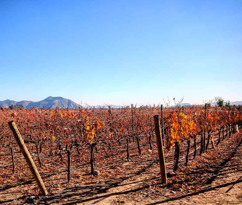 Pinot Noir Region, Chile