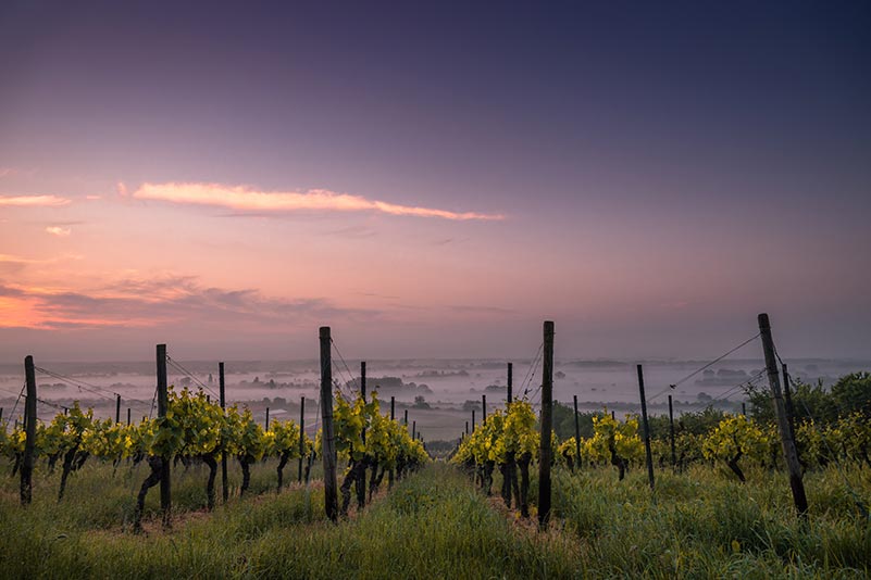 Pinot Noir Regions, Germany