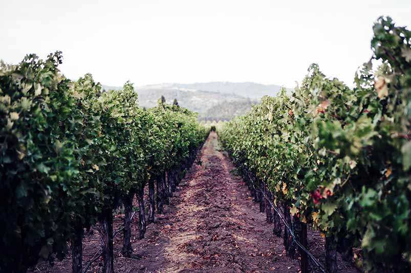 Pinot Noir Region, United States