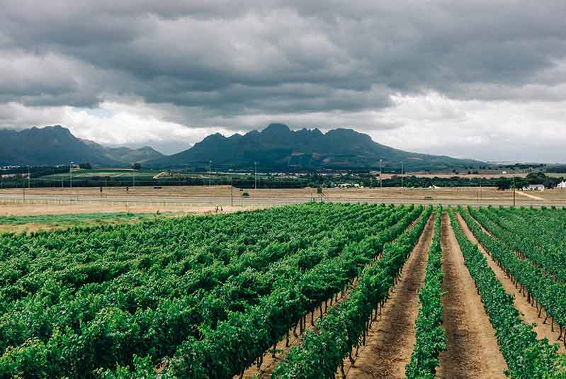 Pinot Noir Wine Reigon