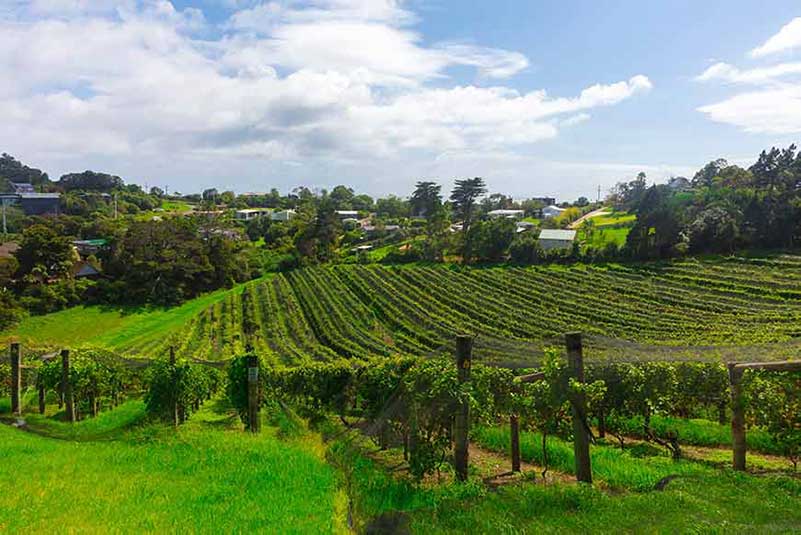 Pinot Noir Wine Reigon, New Zealand