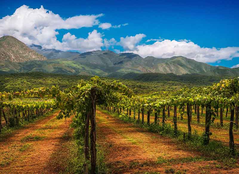 Pinot Noir Wine Reigon, Argentina