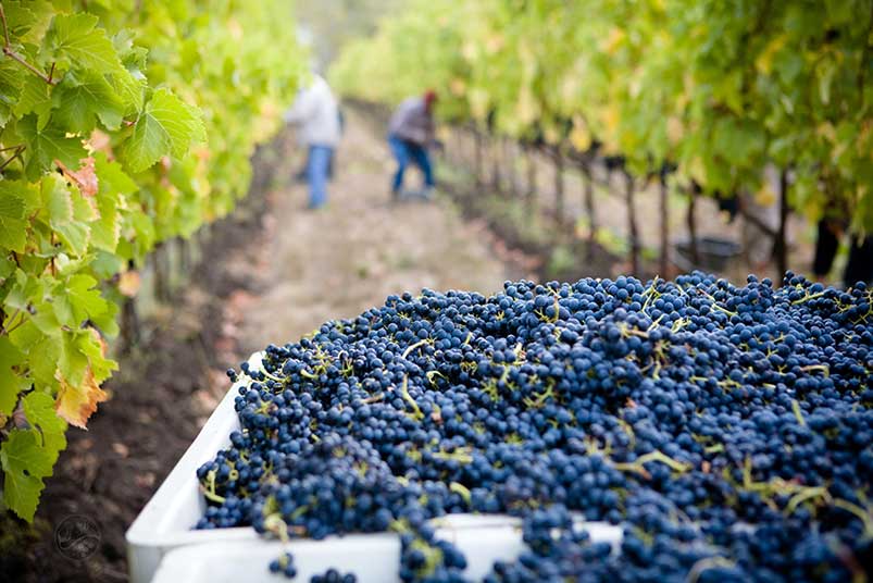 Pinot Noir Popularity in the USA