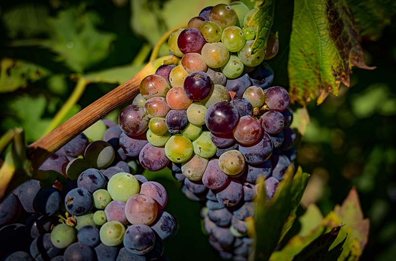Pinot Noir is Among the Oldest Grape Varietals in the World