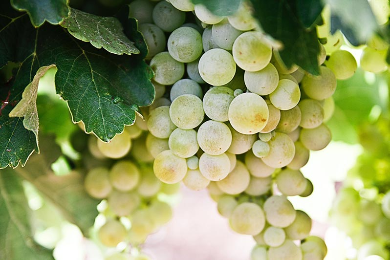 All About Pinot Grigio
