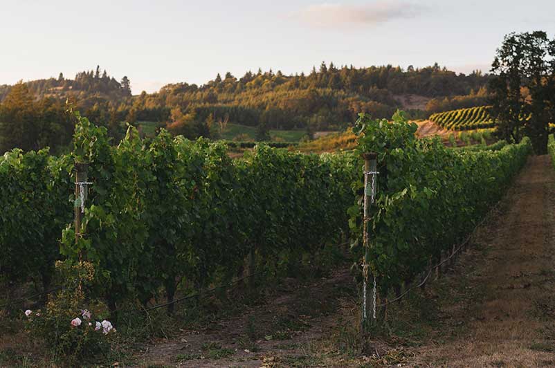 Pinot Grigio Wine Regions