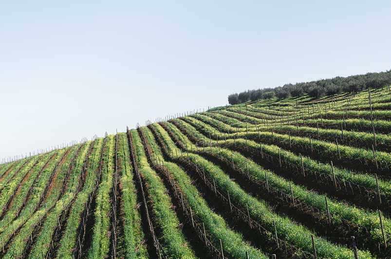 Intro To Armand Rousseau Winery