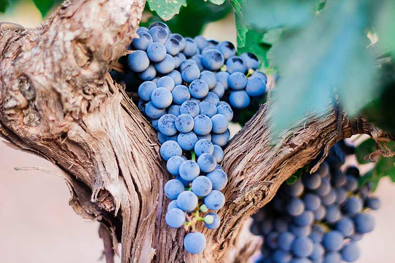 History Of Domaine Armand Rousseau